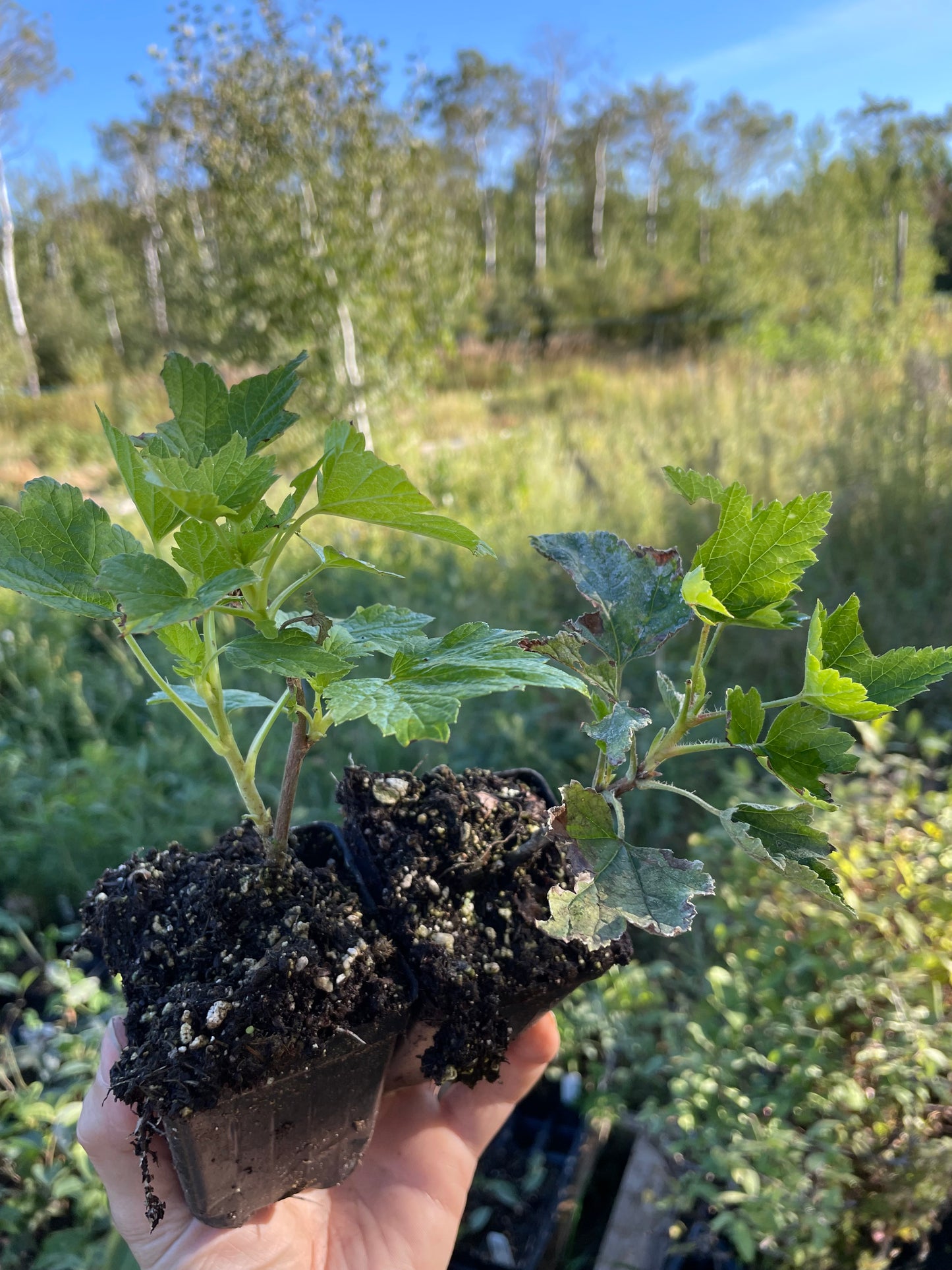 Groseille Jonkheer van Tets (Ribes rubrum 'Jonkheer van Tets')