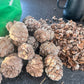 Siberian Stone Seeds (Pinus sibirica) - 15+ Seeds