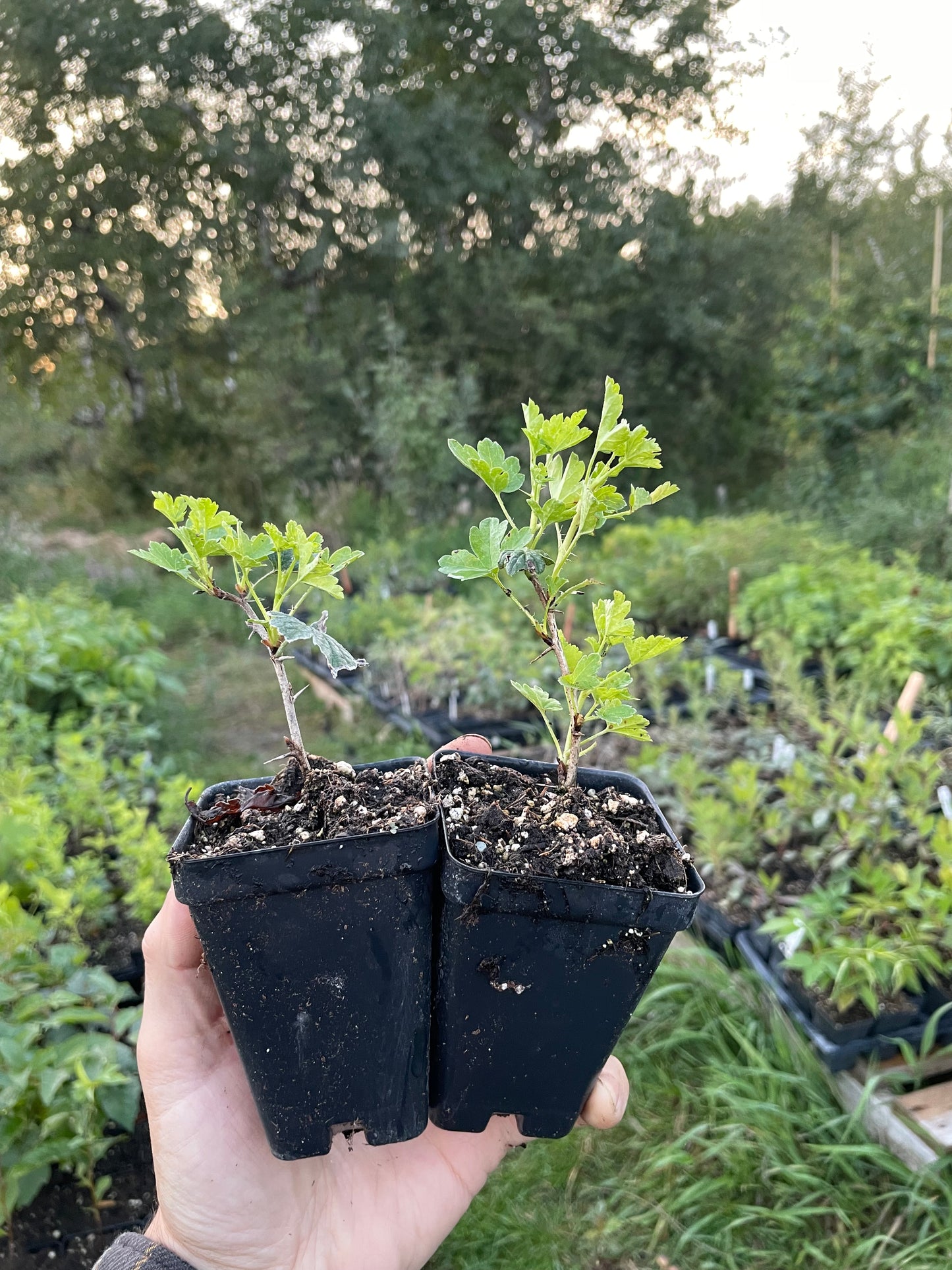 Oregon Champion Gooseberry (Ribes uva-crispa 'Oregon Champion')