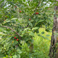 Evans Cherry Seeds (Prunus cerasus)  - Cold Hardy Cherry Tree - (Zone 3) - 12 Seeds