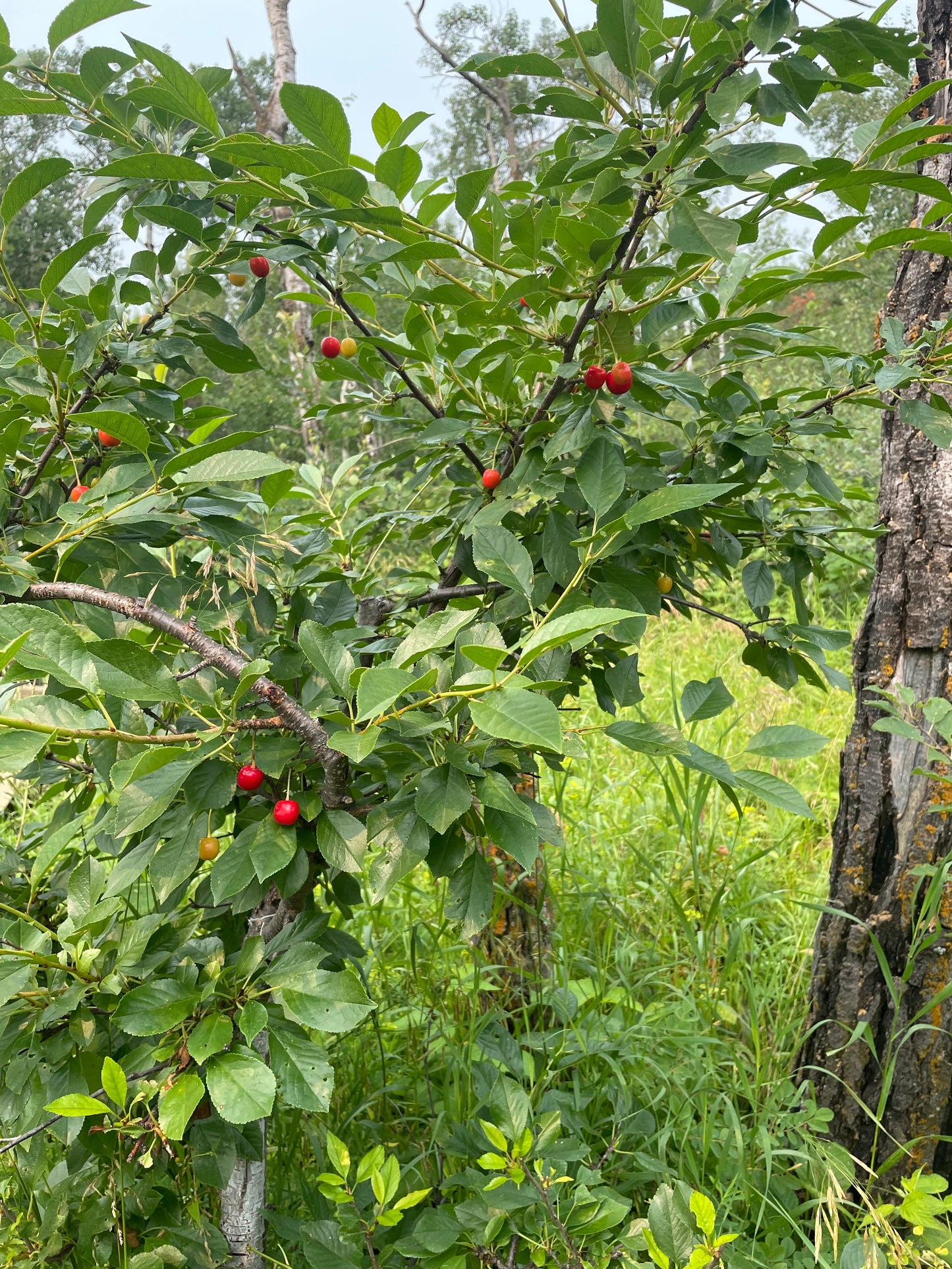 Evans Cherry Seeds (Prunus cerasus)  - Cold Hardy Cherry Tree - (Zone 3) - 12 Seeds