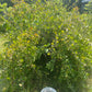 Grosella espinosa (Ribes sp.) - Planta perenne - Arbusto de bayas - Zona 3 - Más de 50 semillas
