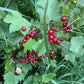 Grosella roja (Ribes rubrum) - Arbusto de bayas - Zona 3 - Más de 100 semillas
