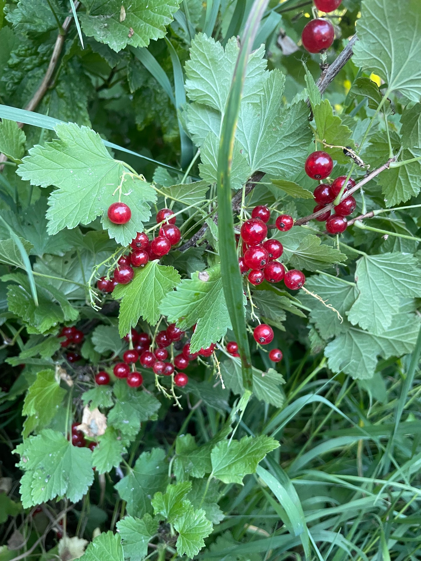 Red Currant (Ribes rubrum) -  Berry Bush - Zone 3 - 100+ Seeds