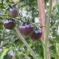 Graines de myrtilles et de tomates - Tomates anciennes - 25+ graines