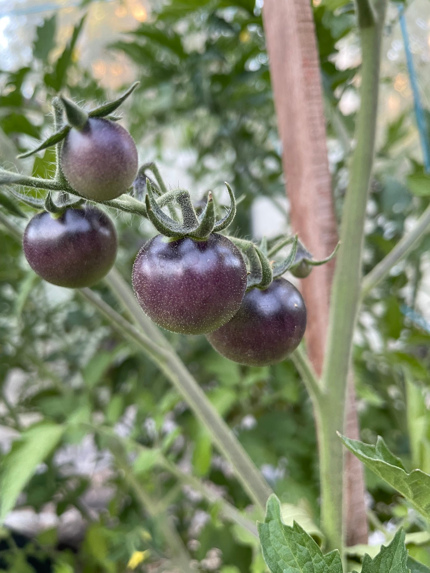 Blueberry - Tomato Seeds - Heirloom Tomato - 25+ Seeds