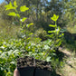 Groseille à maquereau noire (Ribes uva-crispa 'Black Velvet')