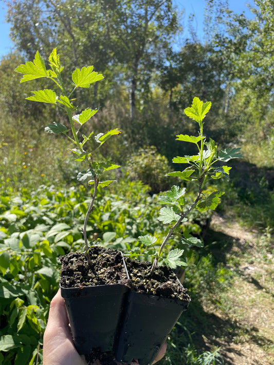 Black Velvet Gooseberry (Ribes uva-crispa ‘Black Velvet’)