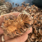 Siberian Stone Seeds (Pinus sibirica) - 15+ Seeds