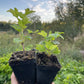 Pink Champagne Currant (Ribes rubrum 'Pink Champagne')