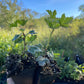 Groseille à maquereau Pixwell (Ribes uva-crispa 'Pixwell')