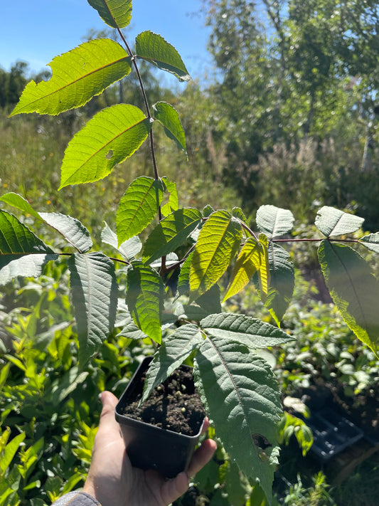 Manitoba Butternut (Juglans cinerea)