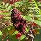 Graines de Sumac Glacé (Rhus glabra) - 100+ Graines