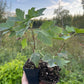 Red Lake Currant (Ribes rubrum ‘Red Lake’)