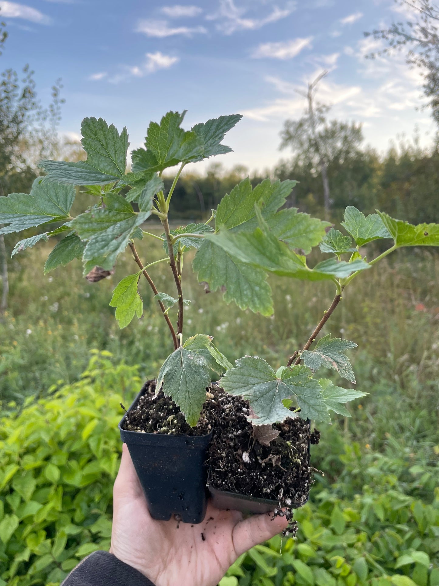 Red Lake Currant (Ribes rubrum ‘Red Lake’)