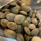 Manchurian Apricot Seeds (Prunus mandshurica)  - Cold Hardy Apricot Tree - (Zone 3) - 9 Seeds