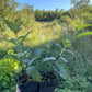 Aurora Haskap (Lonicera caerulea 'Aurora')