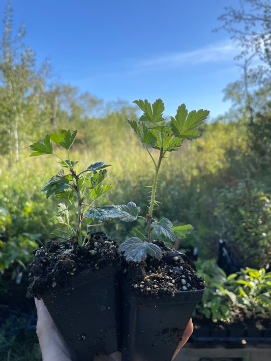 Pixwell Gooseberry (Ribes uva-crispa ‘Pixwell’)