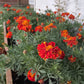 Marigold Seeds - (Tagetes spp.) - 100+ Seeds