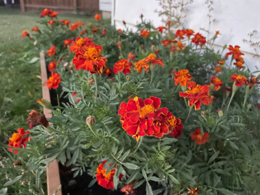 Graines de souci - (Tagetes spp.) - 100+ graines