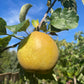 Morden Russet Apple Tree