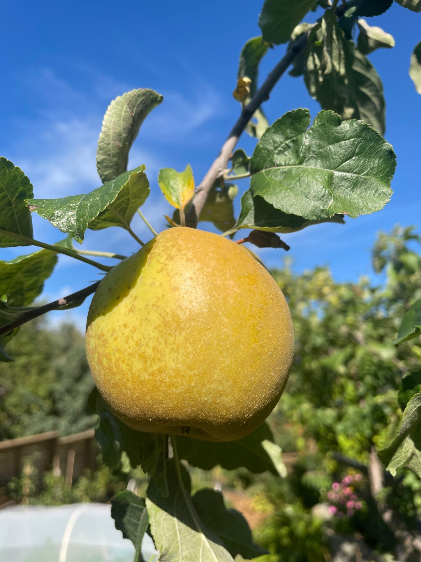 Pommier Morden Russet