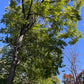 Manitoba Black Walnut (Juglans nigra)