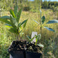 Dura Cherry Plum (Prunus besseyi x Prunus salicina)