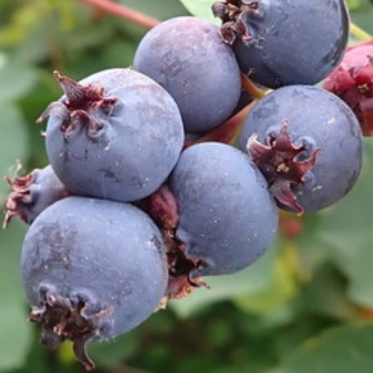 'Smokey' Saskatoon - Serviceberry (Amelanchier alnifolia 'Smokey') - Tree Seeds - 40+ Seeds