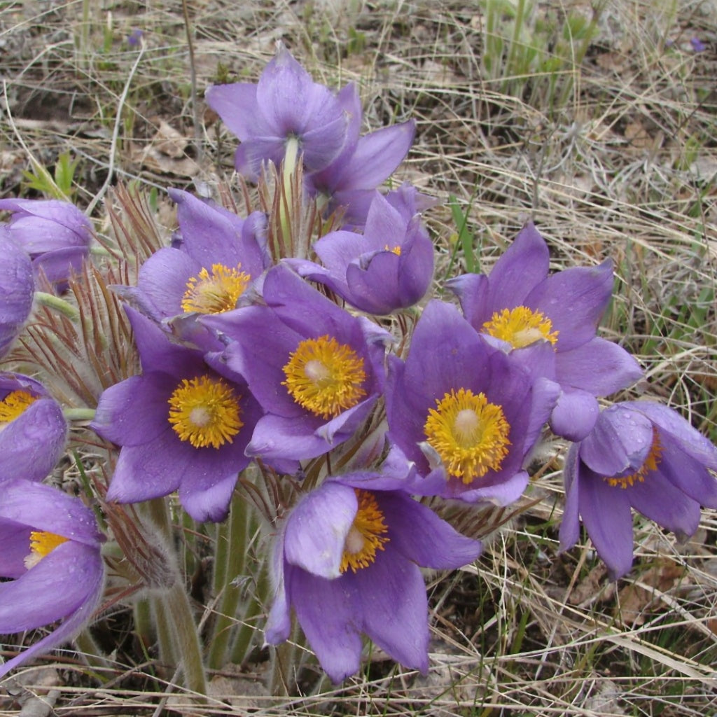 Prairie Crocus Seeds (Anemone patens) - Perennial - Zone 3 - 40+ Seeds