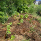 Semillas de ruibarbo de jardín (Rheum rhabarbarum) - Planta perenne - Zona 3 - Más de 30 semillas