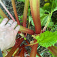 Semillas de ruibarbo de jardín (Rheum rhabarbarum) - Planta perenne - Zona 3 - Más de 30 semillas