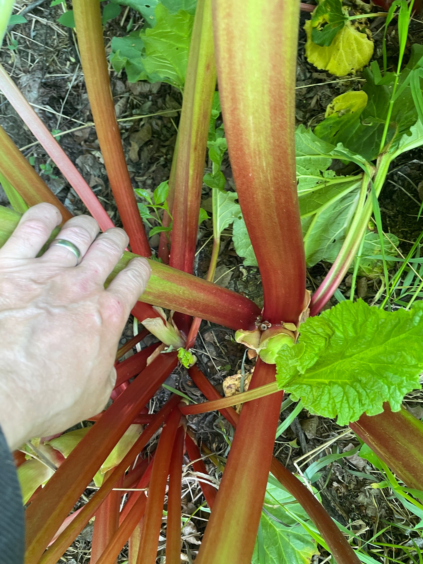Garden Rhubarb Seeds (Rheum rhabarbarum) - 30+ Seeds