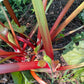 Semillas de ruibarbo de jardín (Rheum rhabarbarum) - Planta perenne - Zona 3 - Más de 30 semillas