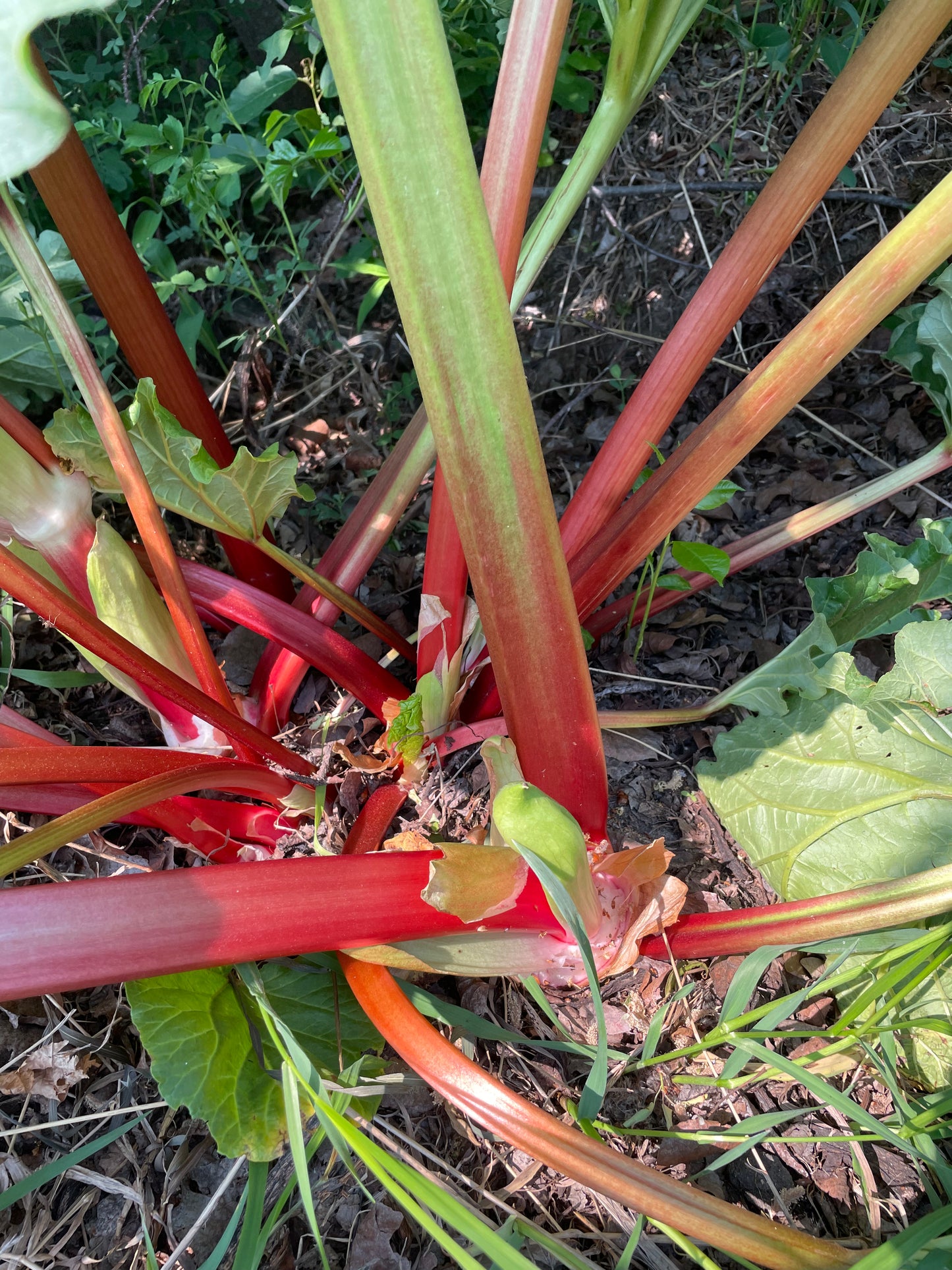 Garden Rhubarb Seeds (Rheum rhabarbarum) - 30+ Seeds