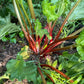 Semillas de ruibarbo de jardín (Rheum rhabarbarum) - Planta perenne - Zona 3 - Más de 30 semillas