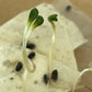 Jerusalem Artichoke Seeds (Helianthus tuberosus, Sunchoke) - 15+ Seeds