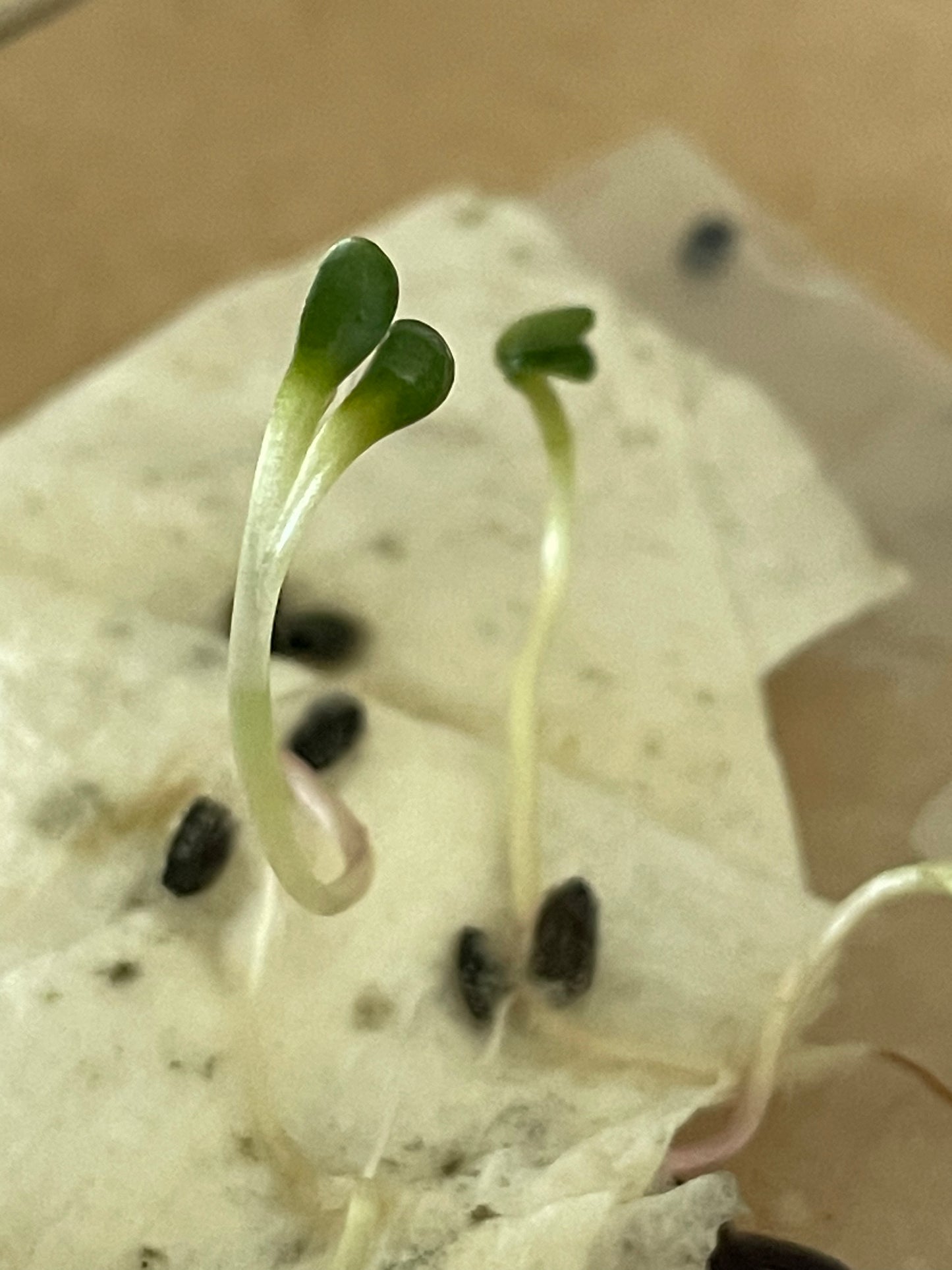 Semillas de alcachofa de Jerusalén (Helianthus tuberosus, Sunchoke) - 15+ semillas