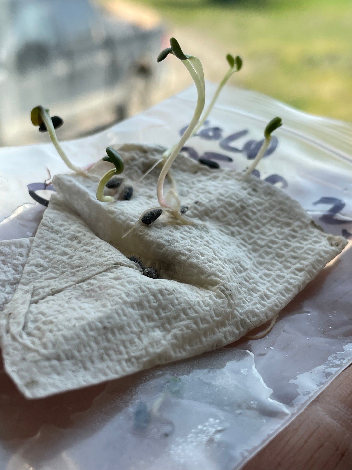Semillas de alcachofa de Jerusalén (Helianthus tuberosus, Sunchoke) - 15+ semillas