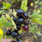 Grosella de clavo (Ribes odoratum)