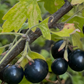 Grosella de clavo (Ribes odoratum)