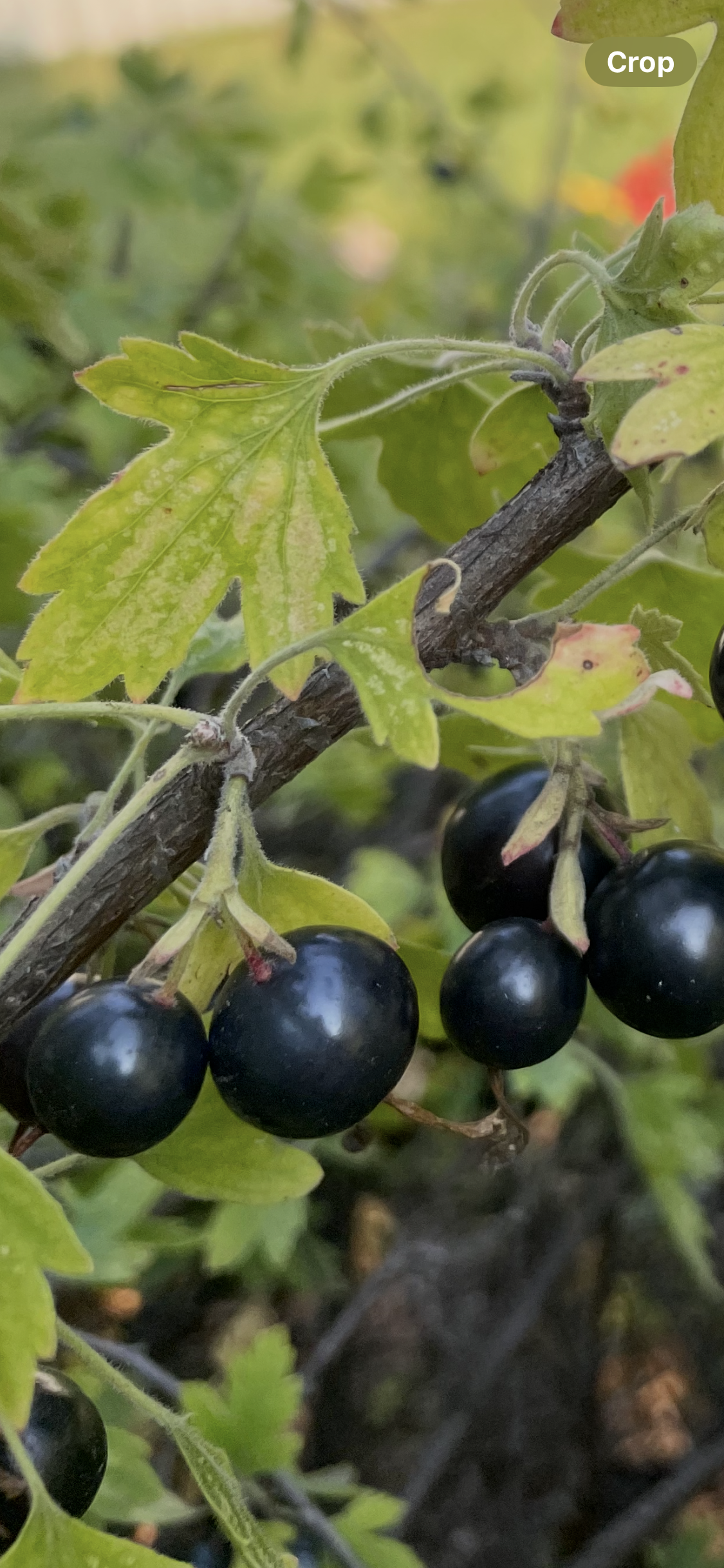 Crandall Clove Currant Seedlings (Ribes odoratum)