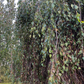 Weeping Birch