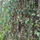 Weeping Birch
