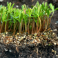 Northern White Cedar Seeds (Thuja occidentalis) - Zone 2-3 - 200+ Seeds