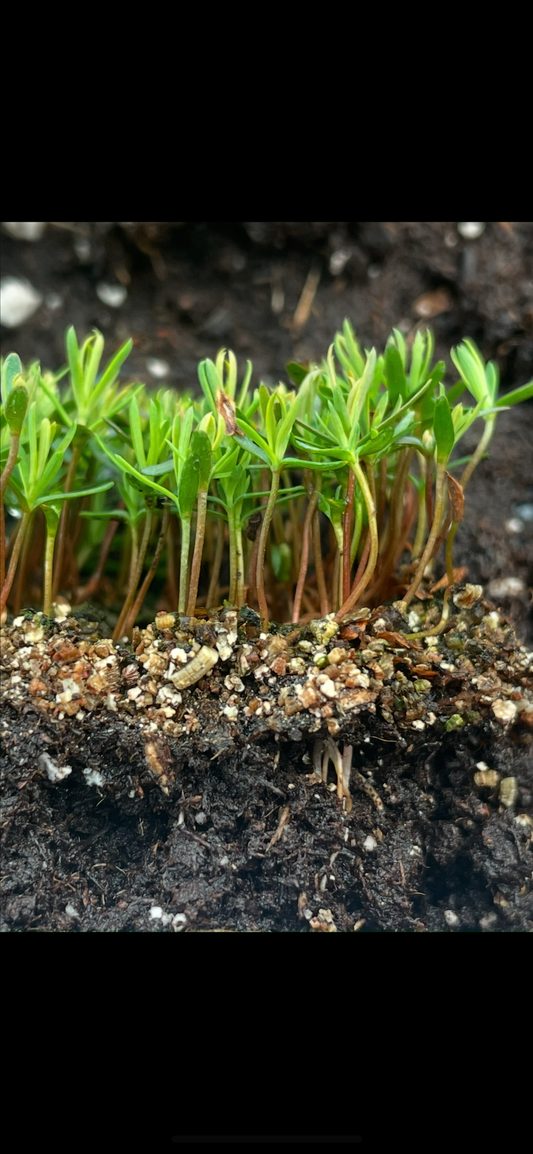 Northern White Cedar Seeds (Thuja occidentalis) - Zone 2-3 - 200+ Seeds