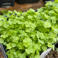 Semillas de grosella de cera (Ribes cereum) - Zona 3 - Más de 200 semillas