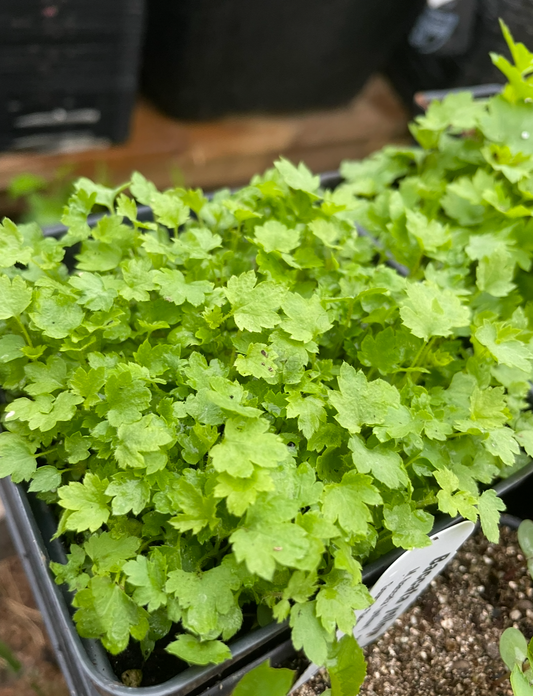 Wax Currant Seeds (Ribes cereum) - Zone 3 - 200+ Seeds