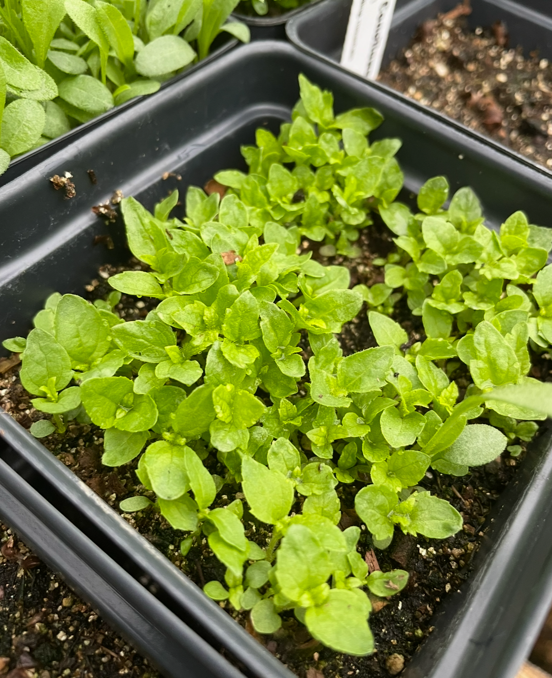 Joe-Pye Weed Seeds (Eutrochium fistulosum, Trumpetweed) - Zone 3 - 200+ Seeds