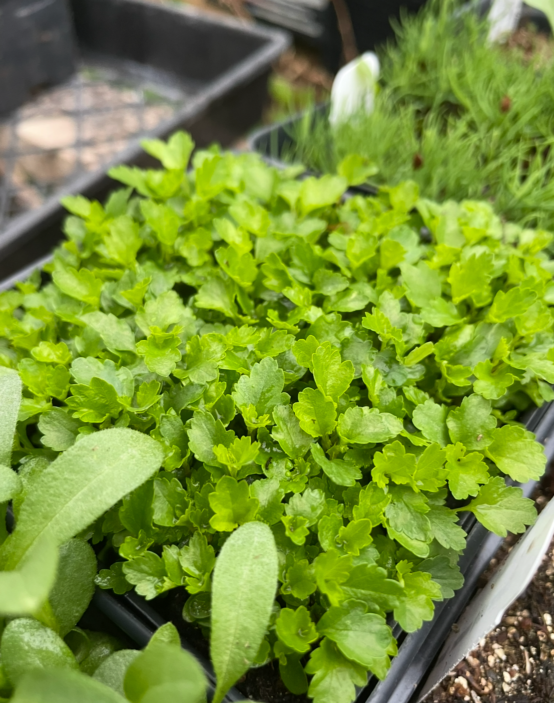 Semillas comunes de Ninebark (Physocarpus opulifolius) - Zona 3 - Más de 200 semillas